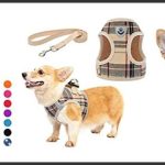 best dog harness for corgi