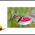 best hummingbird feeder for window