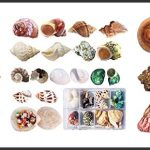 best large hermit crab shells