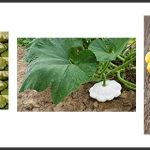 best patty pan squash seeds